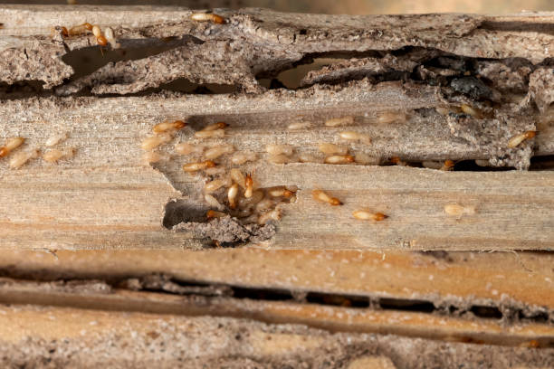 Best Pest Control Near Me  in Americus, GA